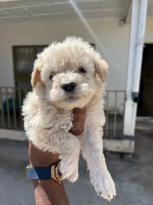 1-3 months Male Purebred Poodle
