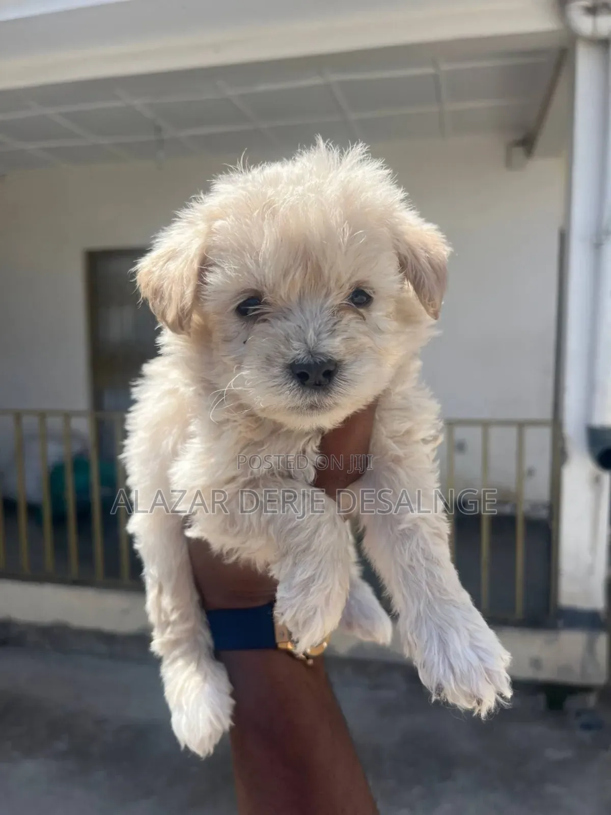 1-3 months Male Purebred Poodle