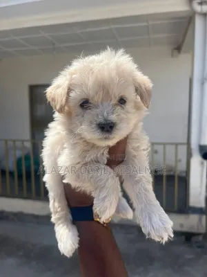 1-3 months Male Purebred Poodle