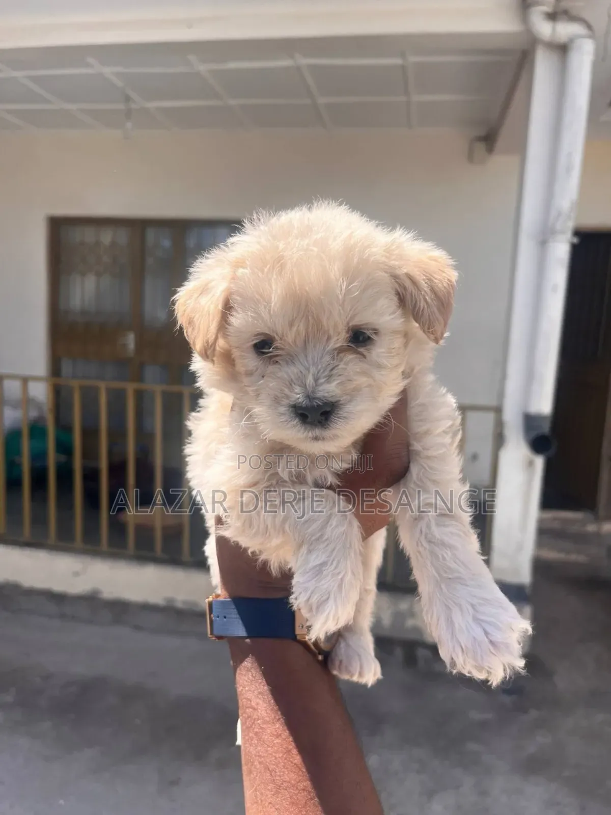 1-3 months Male Purebred Poodle