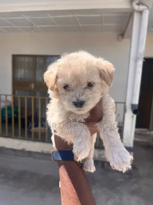 1-3 months Male Purebred Poodle