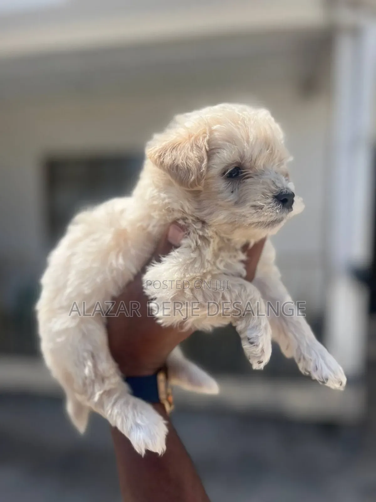1-3 months Male Purebred Poodle