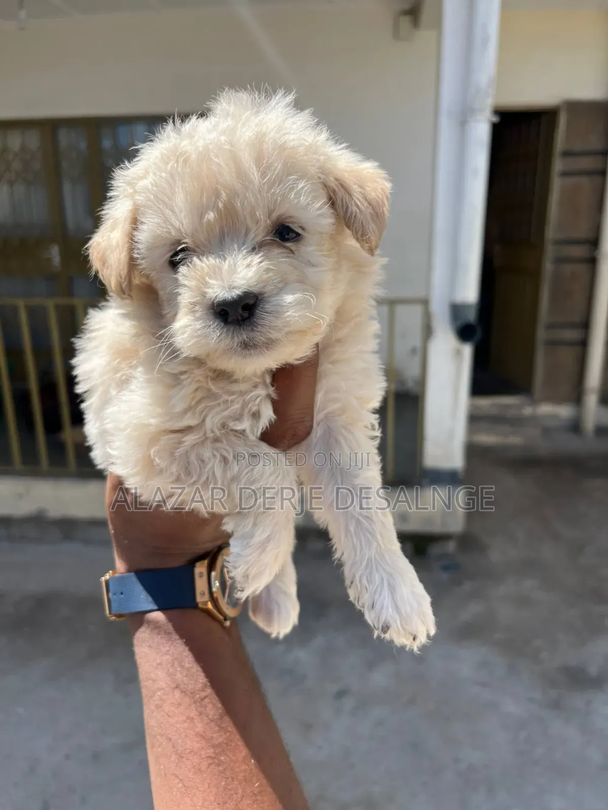1-3 months Male Purebred Poodle