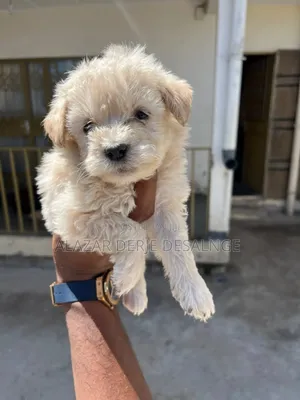 1-3 months Male Purebred Poodle