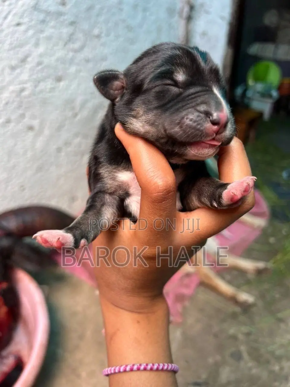 0-1 month Male Mixed Breed American Pit Bull Terrier