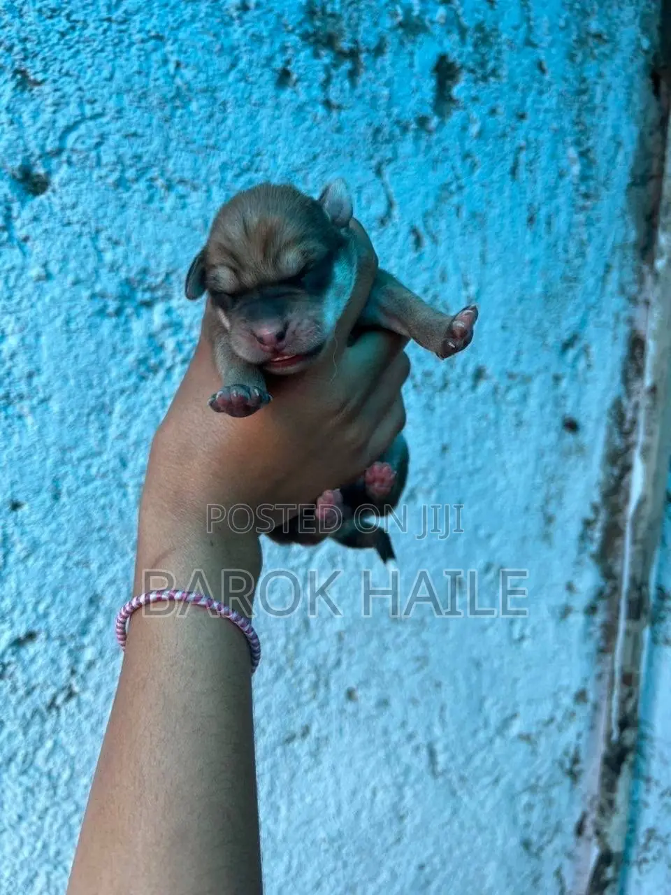 0-1 month Male Mixed Breed American Pit Bull Terrier