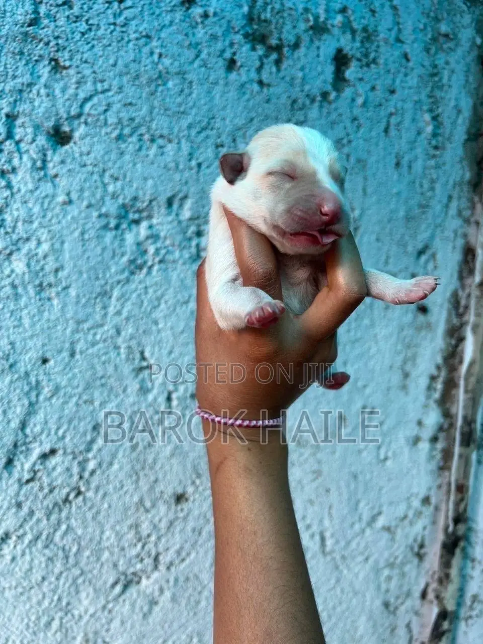0-1 month Male Mixed Breed American Pit Bull Terrier