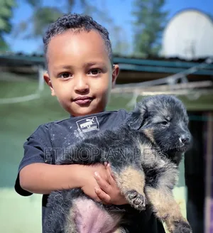 1-3 months Male Purebred German Shepherd