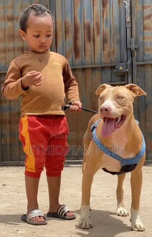 1-3 months Male Purebred American Pit Bull Terrier