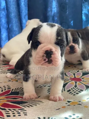 1-3 months Male Purebred Bulldog
