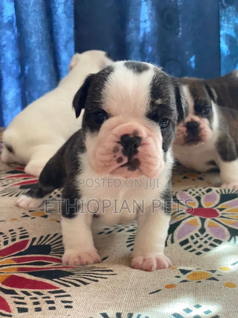 1-3 months Male Purebred Bulldog
