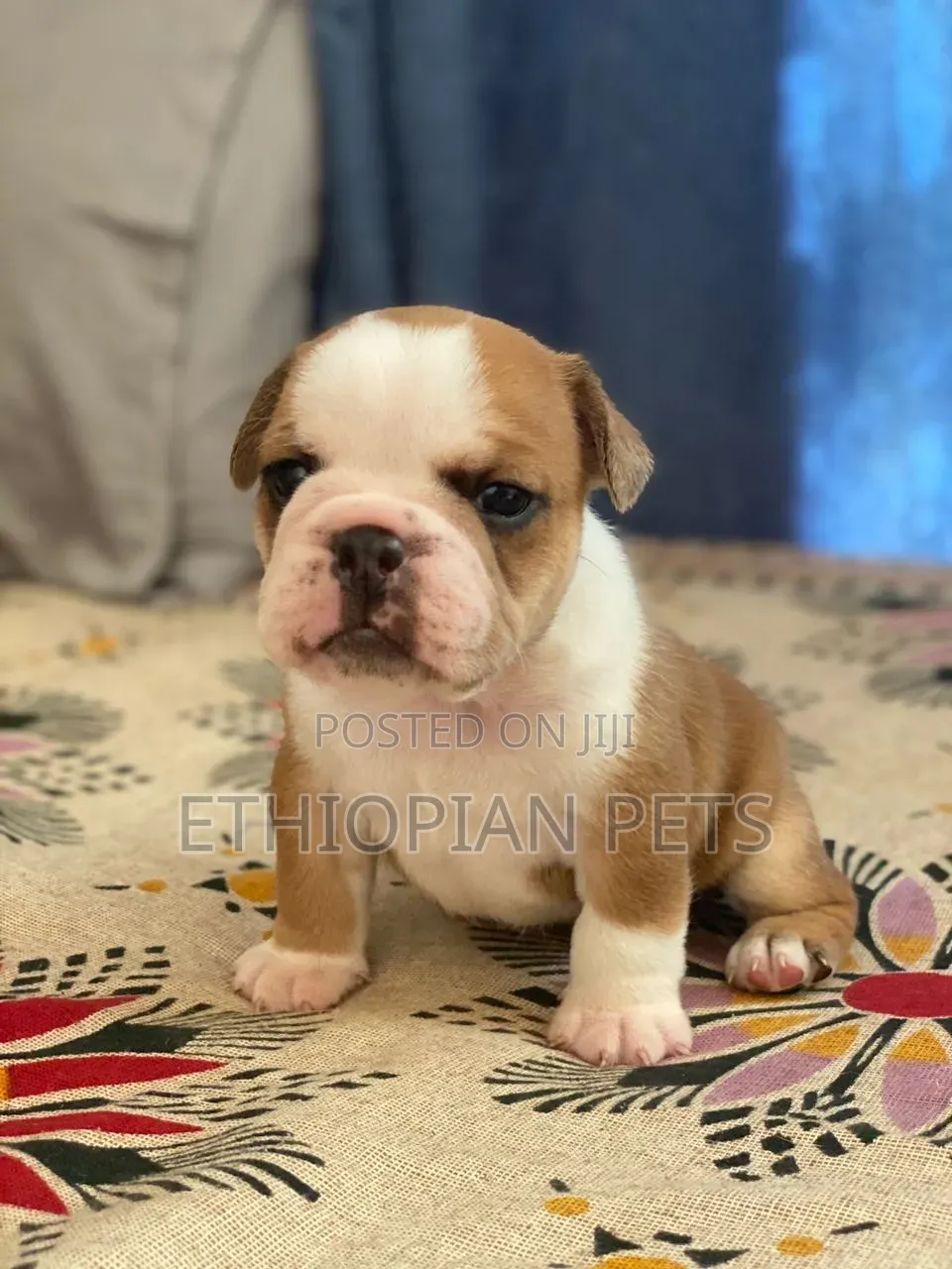 1-3 months Male Purebred Bulldog