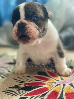 1-3 months Male Purebred Bulldog
