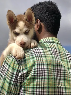 1-3 months Male Purebred Siberian Husky