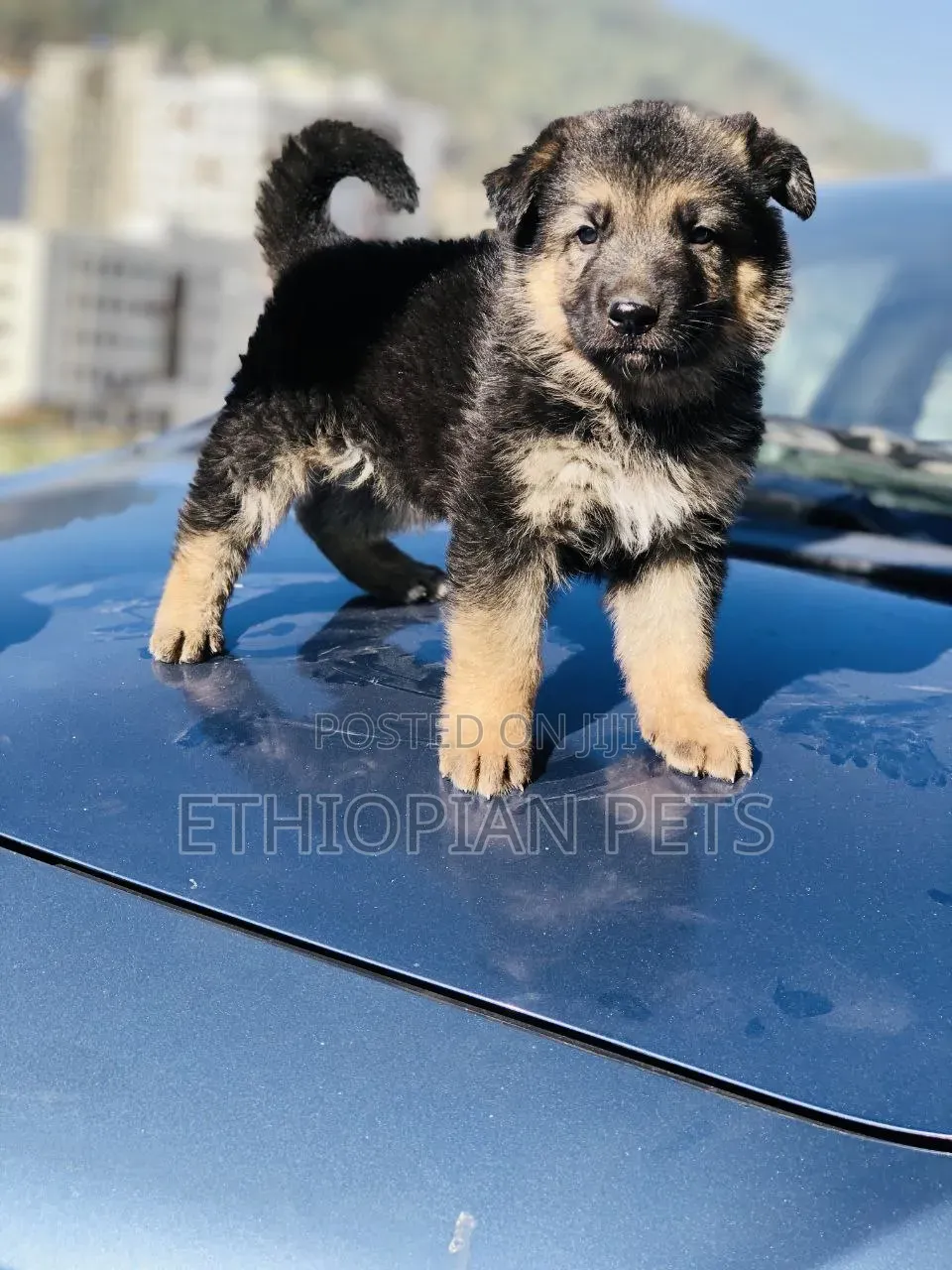 1-3 months Male Purebred German Shepherd