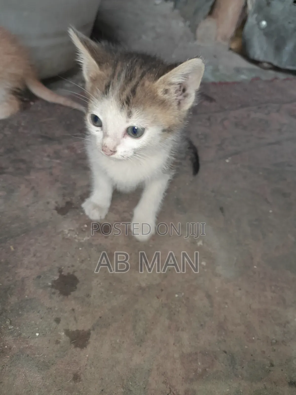 1-3 months Male Mixed Breed Abyssinian