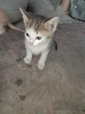 1-3 months Male Mixed Breed Abyssinian