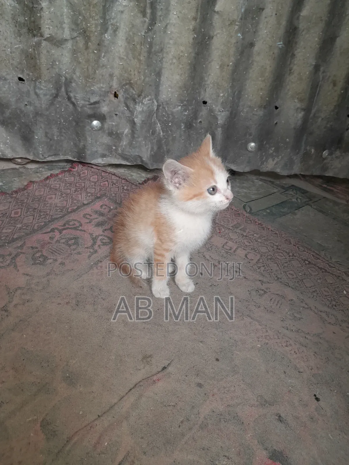 1-3 months Male Mixed Breed Abyssinian