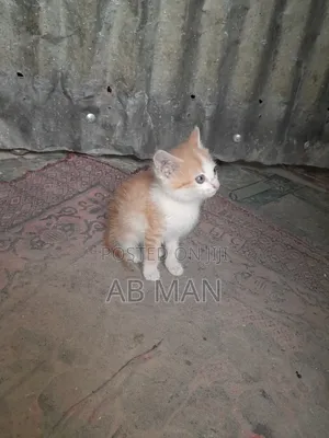1-3 months Male Mixed Breed Abyssinian