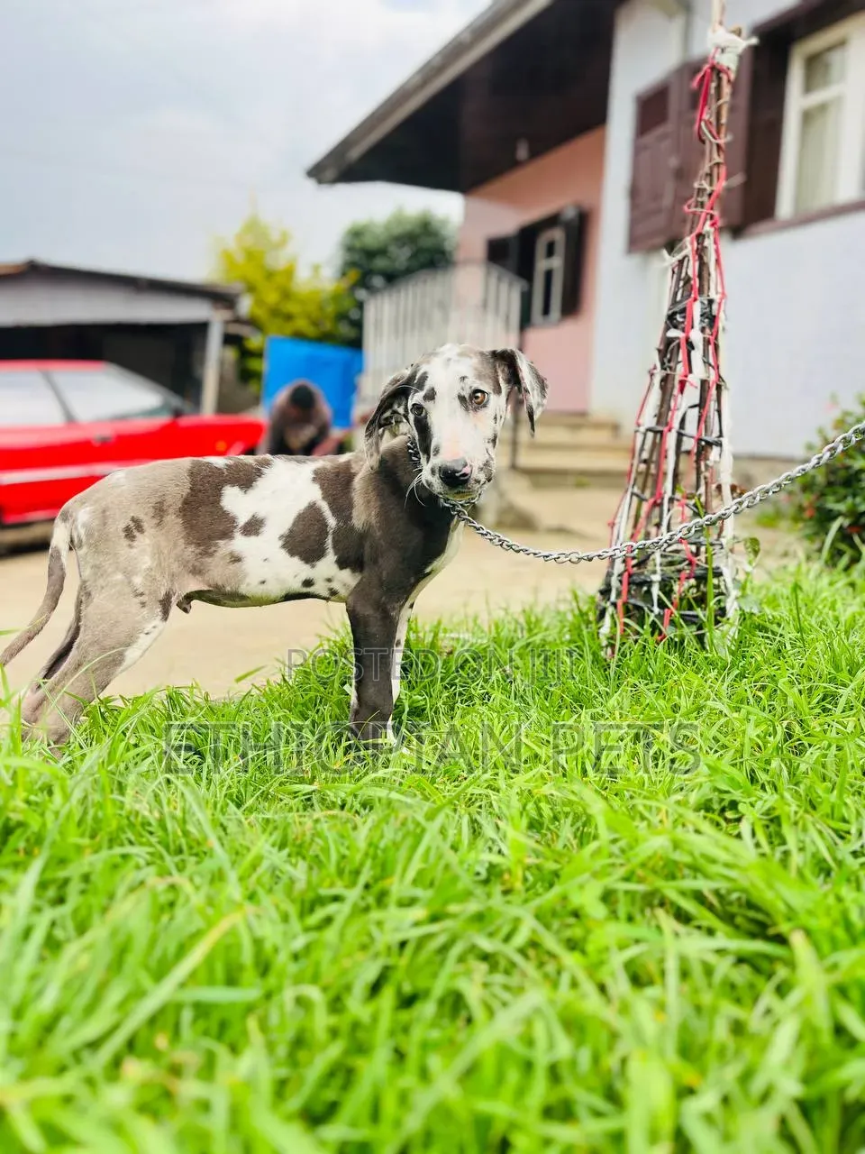 1-3 months Male Purebred Great Dane