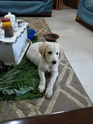 1-3 months Male Purebred Golden Retriever