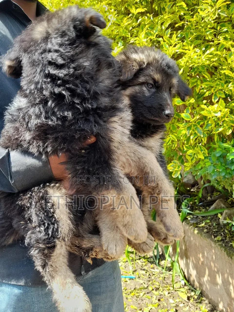 1-3 months Male Purebred German Shepherd