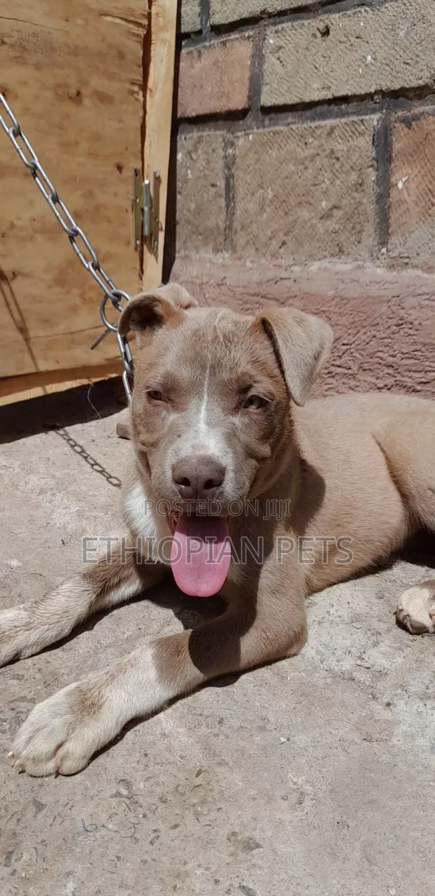 1-3 months Male Purebred American Pit Bull Terrier