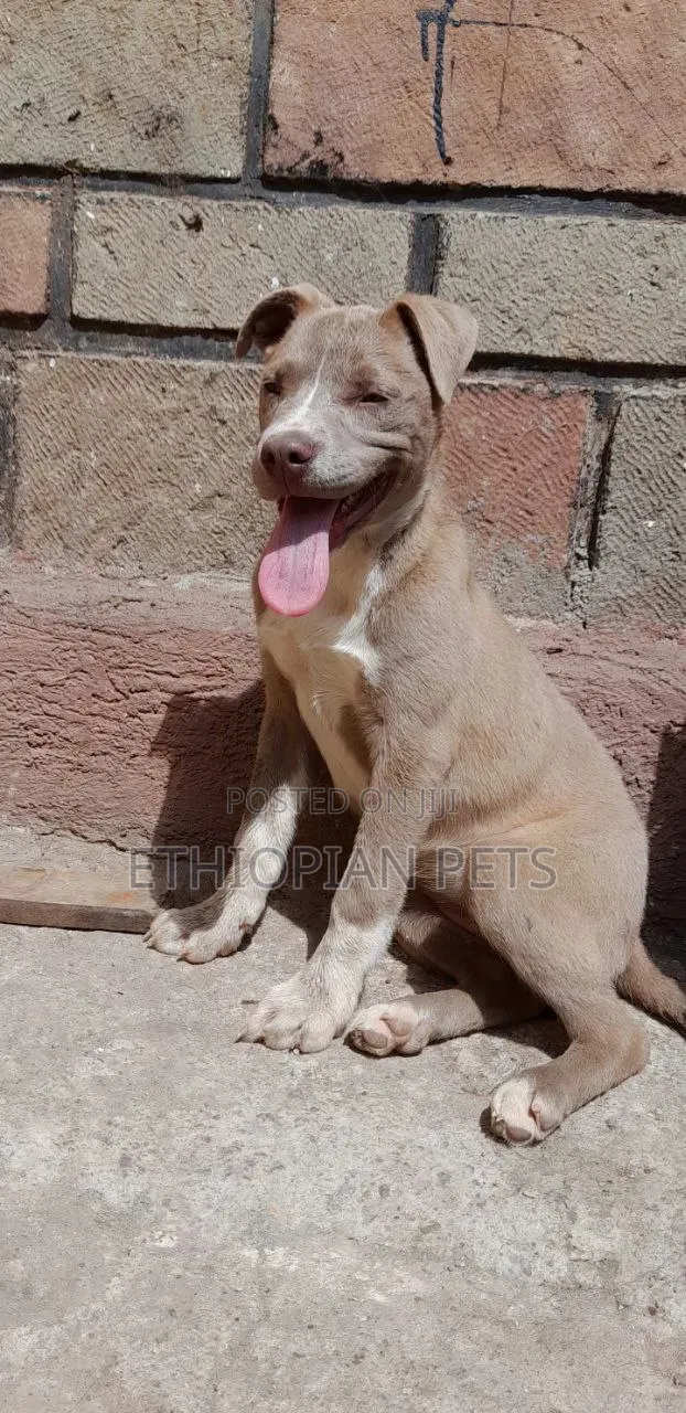 1-3 months Male Purebred American Pit Bull Terrier