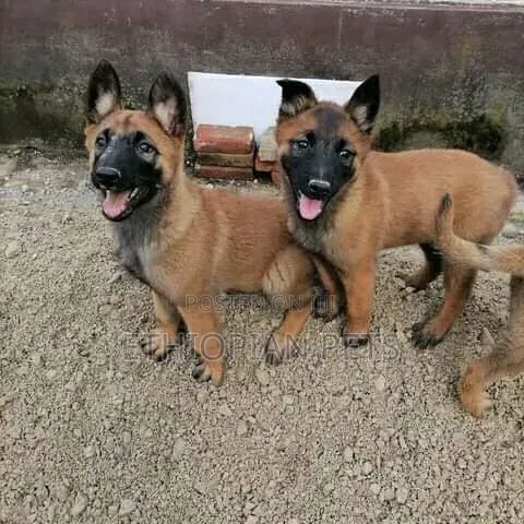 1-3 months Male Purebred Belgian Malinois
