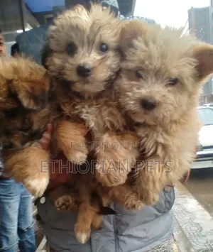 1-3 months Male Purebred Yorkipoo