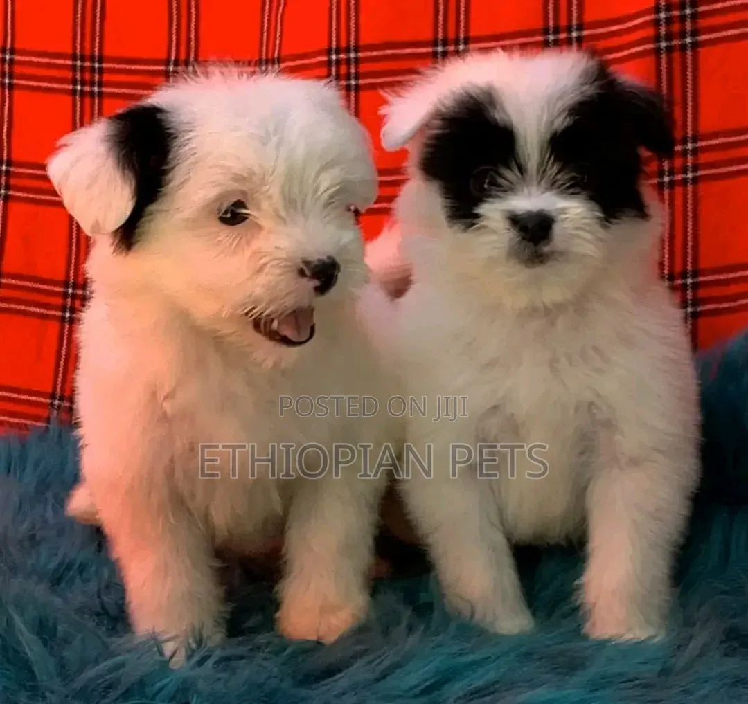 1-3 months Female Purebred Havanese