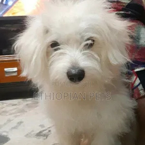 3-6 months Male Purebred Maltese