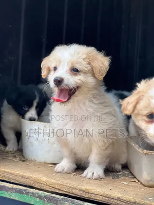 1-3 months Male Mixed Breed Maltese