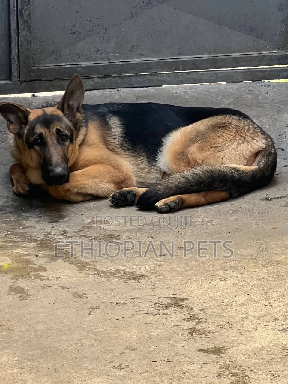 6-12 months Male Purebred German Shepherd