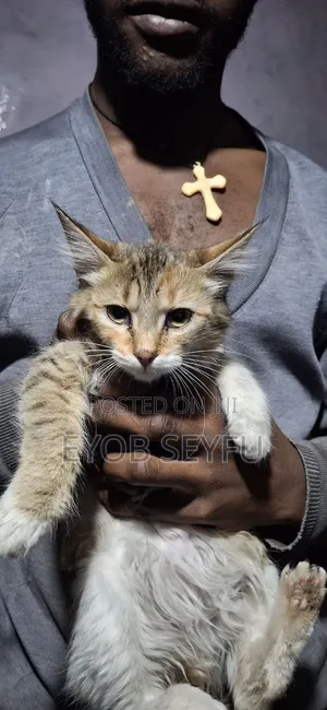6-12 months Female Purebred Abyssinian