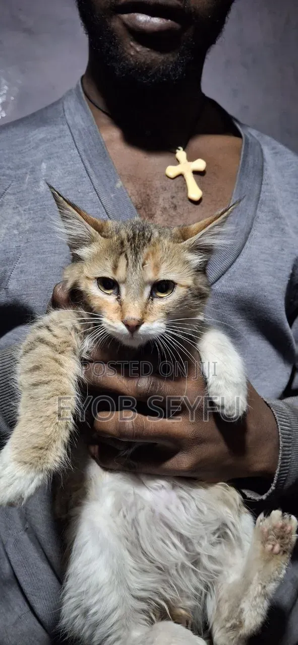 6-12 months Female Purebred Abyssinian