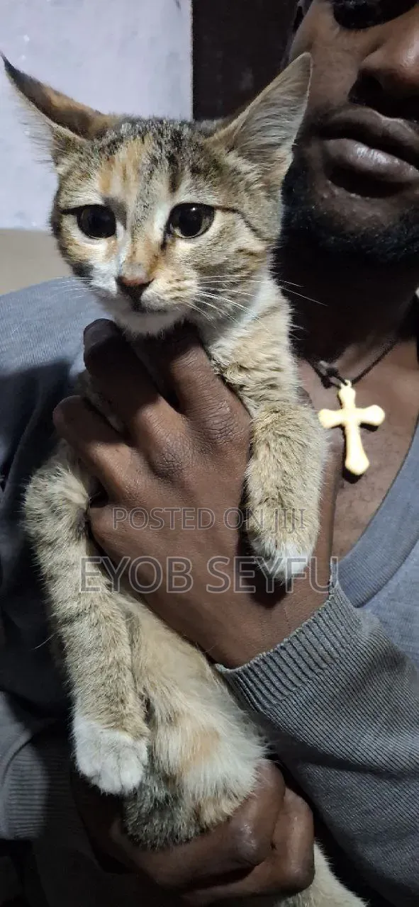 6-12 months Female Purebred Abyssinian