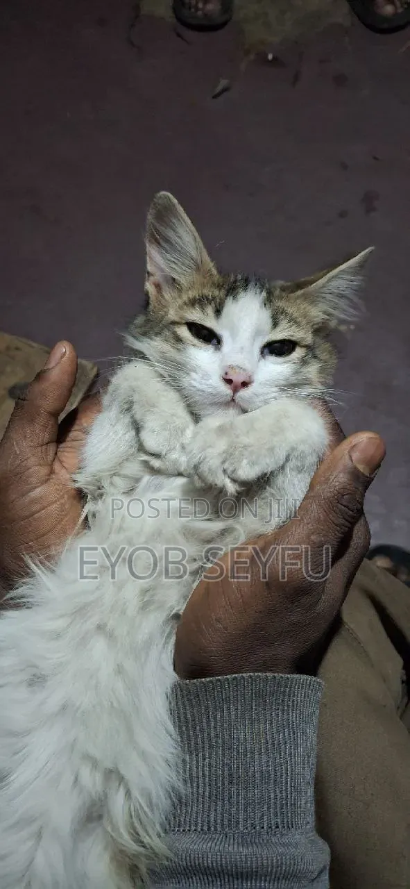 6-12 months Female Purebred Abyssinian