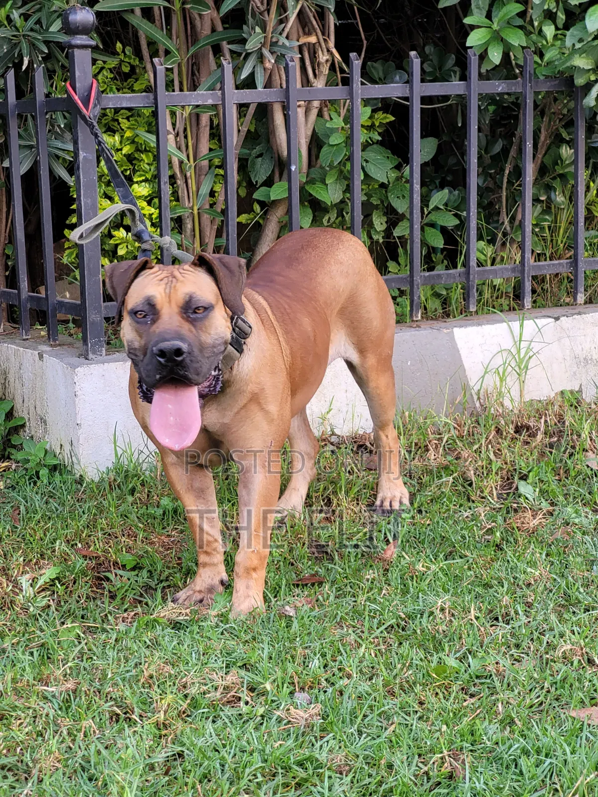 1-3 months Male Purebred Mastiff