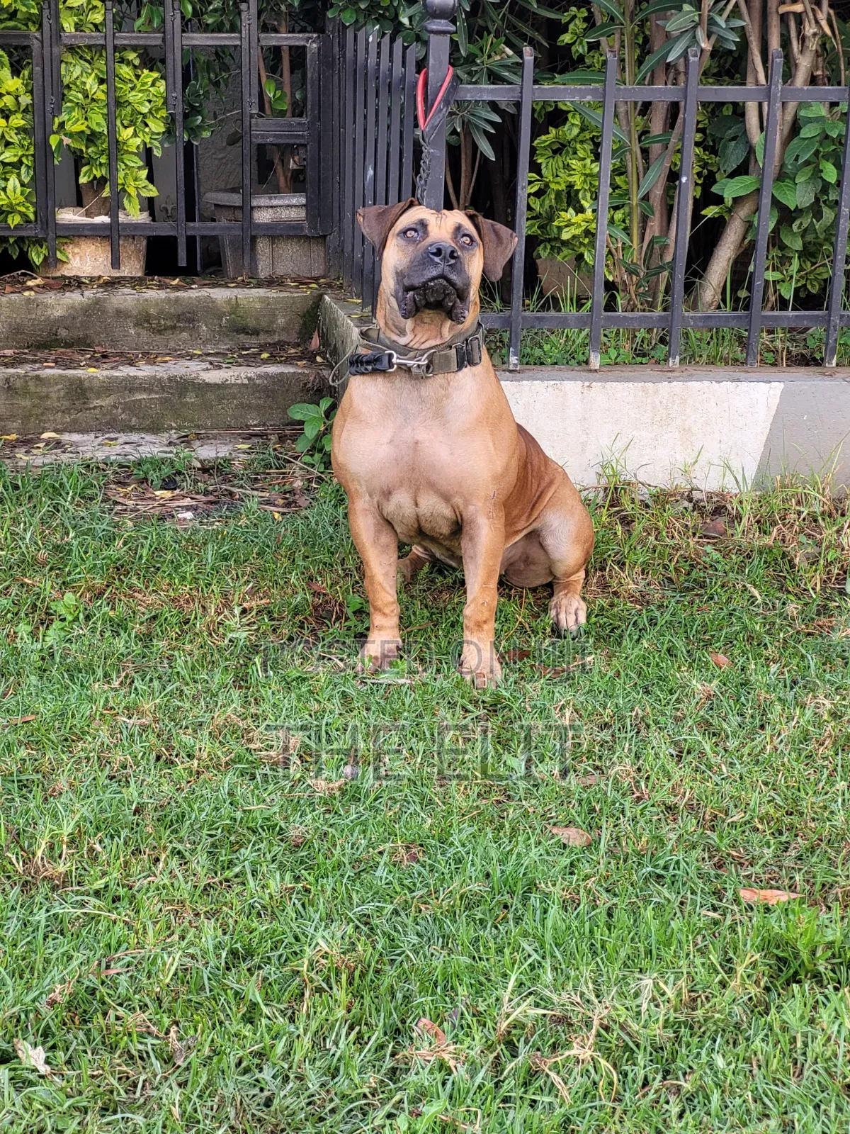 1-3 months Male Purebred Mastiff