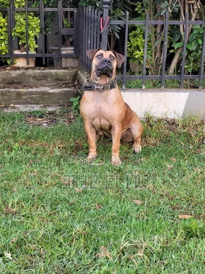 1-3 months Male Purebred Mastiff