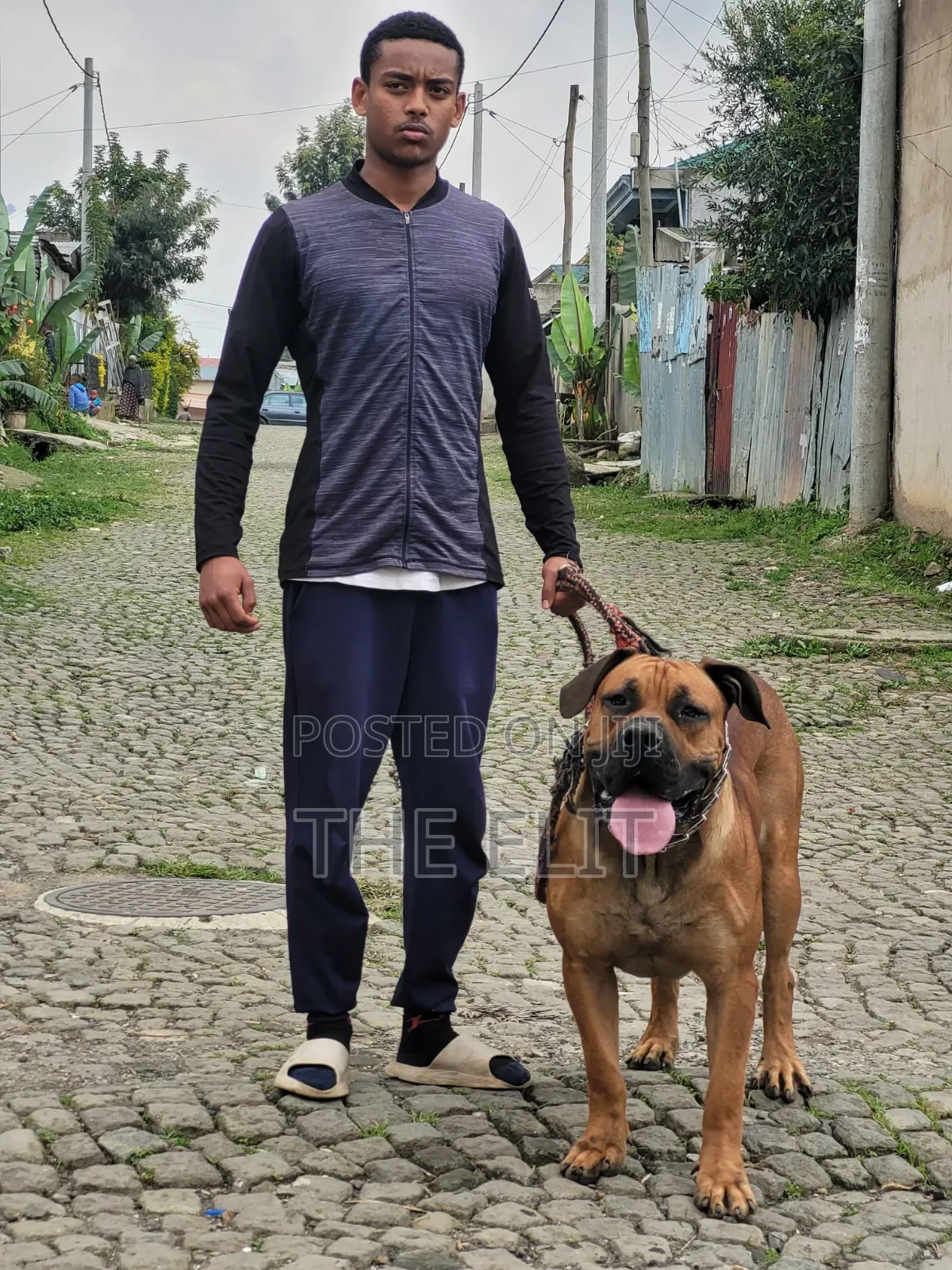 1-3 months Male Purebred Mastiff