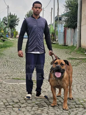 1-3 months Male Purebred Mastiff