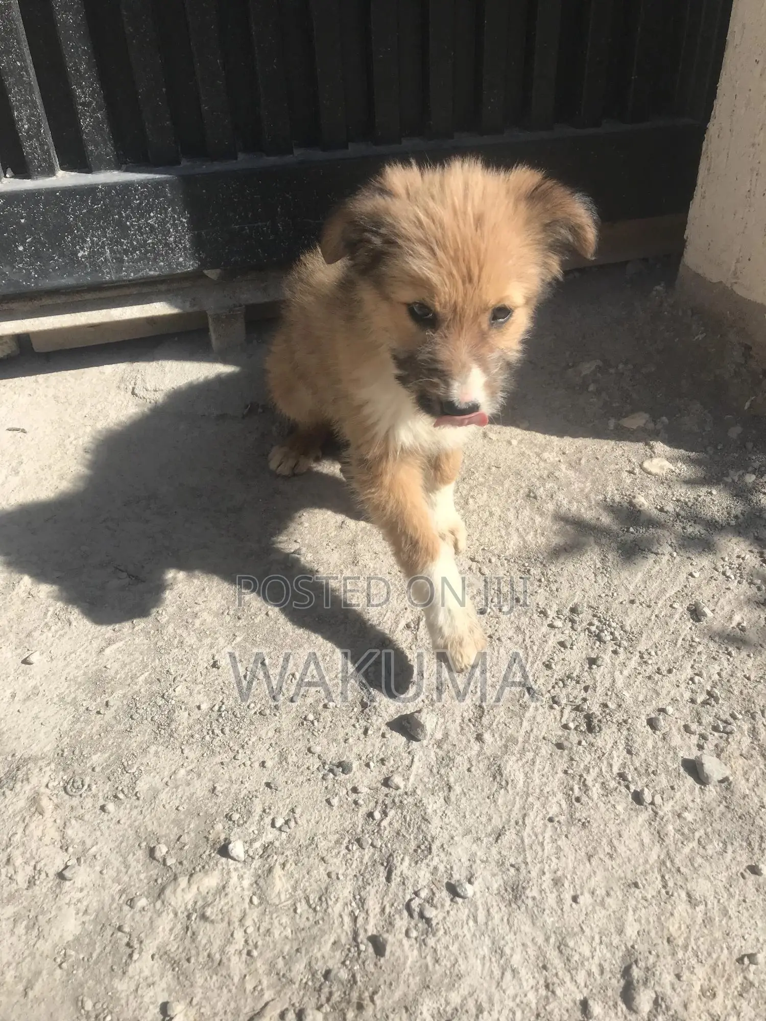 1-3 months Male Mixed Breed Goldador