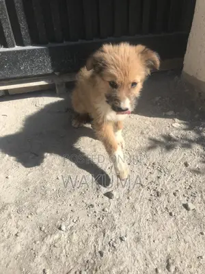 1-3 months Male Mixed Breed Goldador