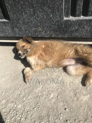 1-3 months Male Mixed Breed Goldador