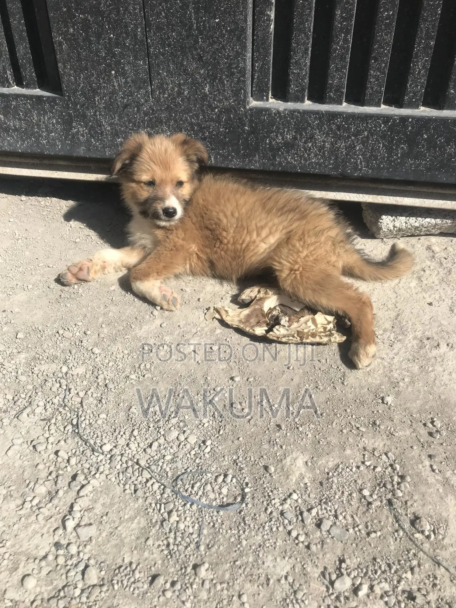 1-3 months Male Mixed Breed Goldador