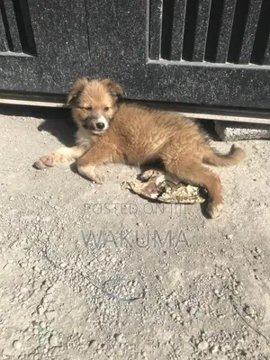 1-3 months Male Mixed Breed Goldador