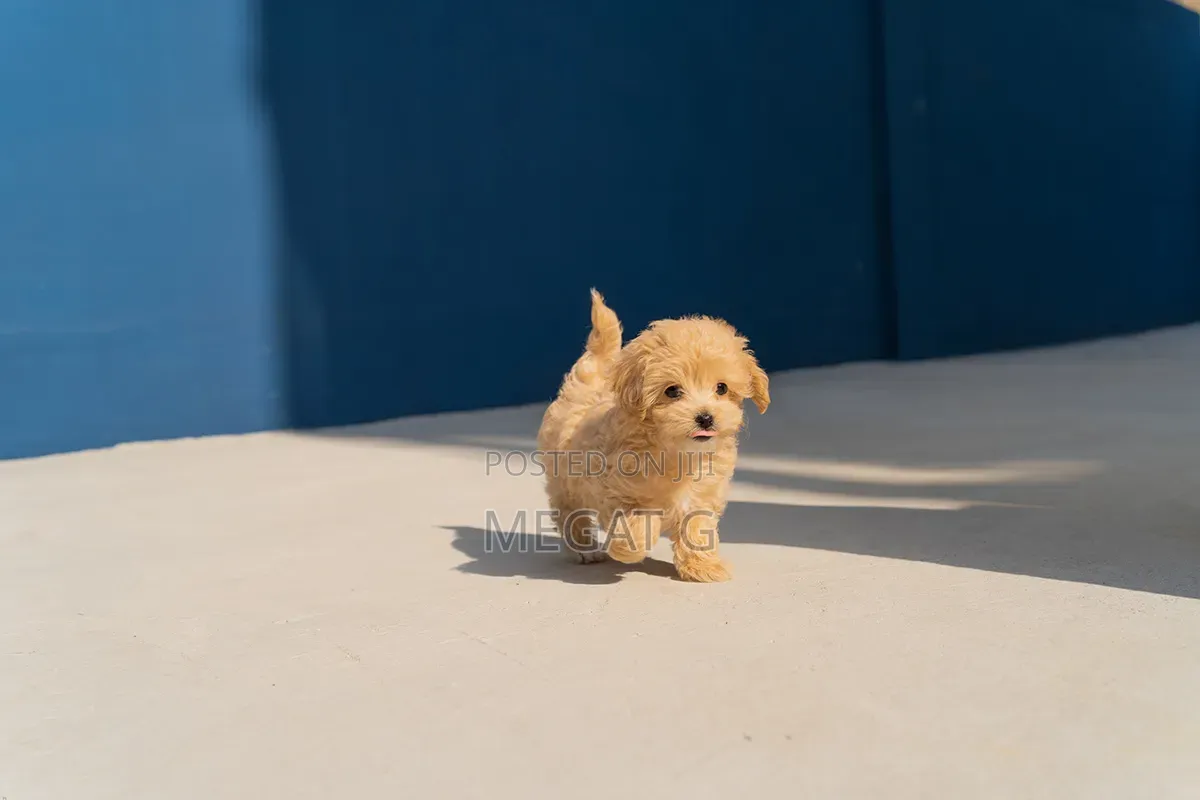 1-3 months Male Purebred Poodle