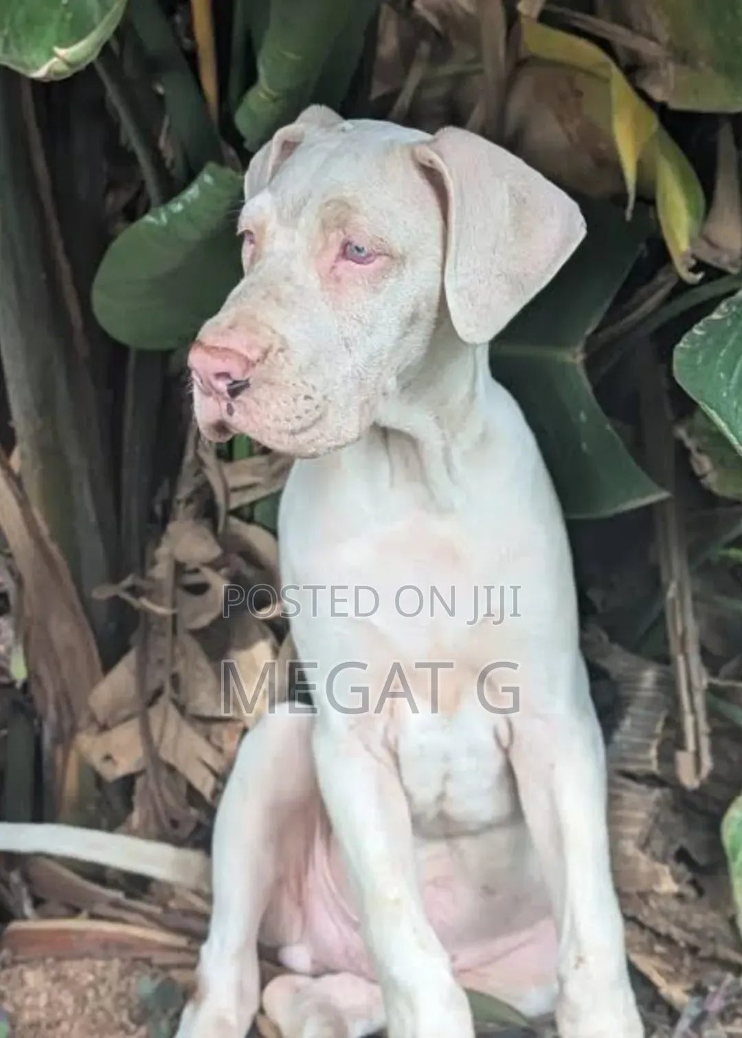 1-3 months Male Purebred Great Dane